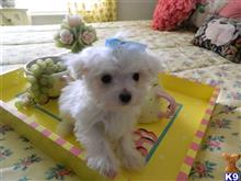 maltese puppy posted by Elegant Babies